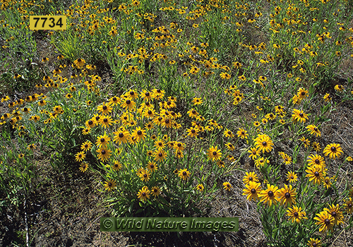 Black-eyed Susan (Rudbeckia hirta)